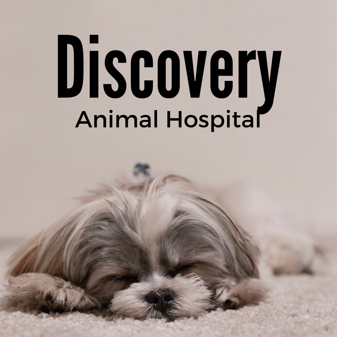 Discovery Animal Hospital Logo